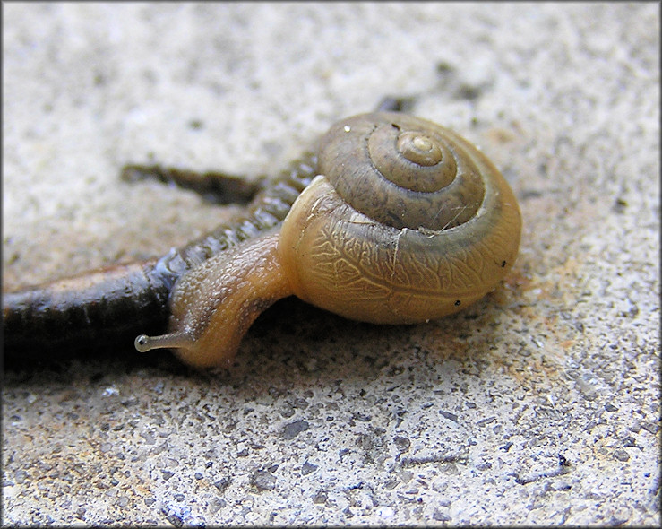 Bradybaena similaris (Frussac, 1821) Feeding On Deceased Earthworm