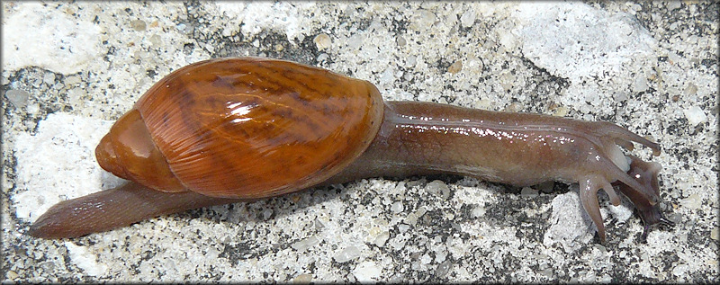 Euglandina rosea (Frussac, 1821) Feeding On Deroceras laeve (Mller, 1774) [Meadow Slug]