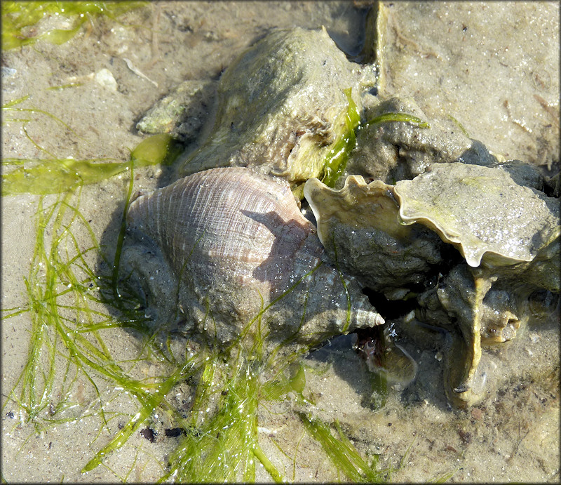 Stramonita haemastoma (Linnaeus, 1767) Florida Rocksnail In Situ