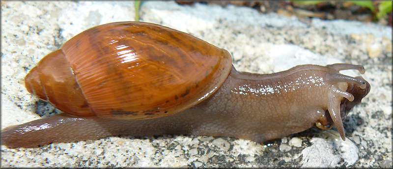 Euglandina rosea (Frussac, 1821) Feeding On Deroceras laeve (Mller, 1774) [Meadow Slug]