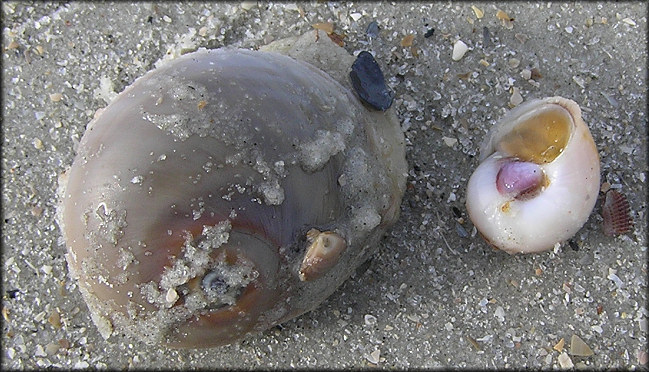 Neverita duplicata (Say, 1822) Shark Eye