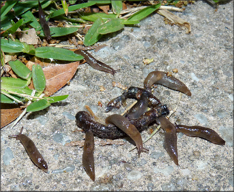 Deroceras laeve (Mller, 1774) Feeding On Deceased Earthworm