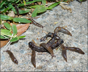 Deroceras laeve (Mller, 1774) Feeding On Deceased Earthworm