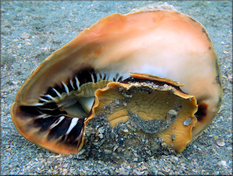 Cassis madagascariensis spinella Clench, 1944 Cameo Helmet