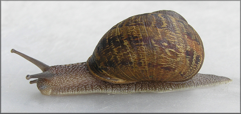 Cornu aspersum (Mller, 1774) Brown Garden Snail