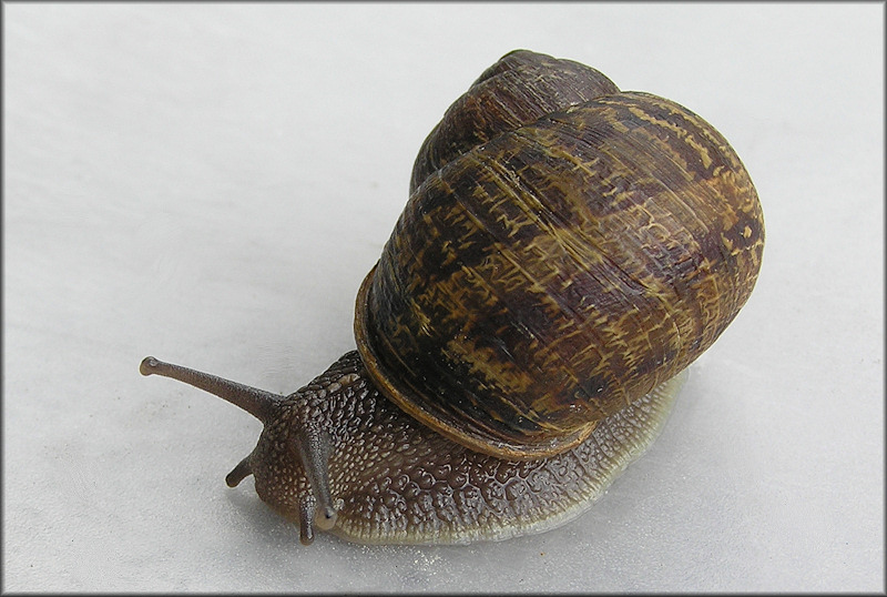 Cornu aspersum (Mller, 1774) Brown Garden Snail