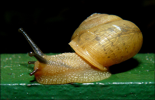 Bradybaena similaris (Frussac, 1821)