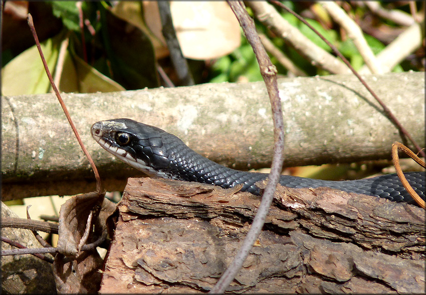 Southern Black Racer [Coluber constrictor priapus]