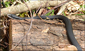 Southern Black Racer [Coluber constrictor priapus]