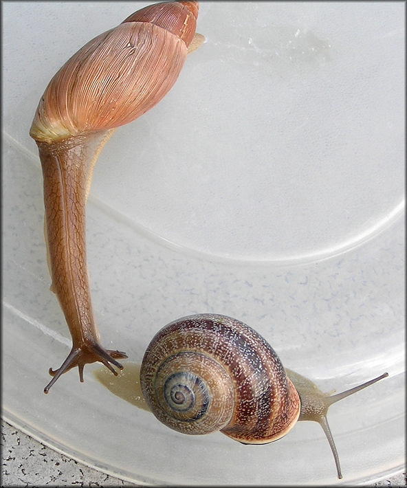 Euglandina rosea (Frussac, 1821) Stalking Otala punctata (Mller, 1774)