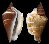 Dolomena dilatata (Swainson, 1821)