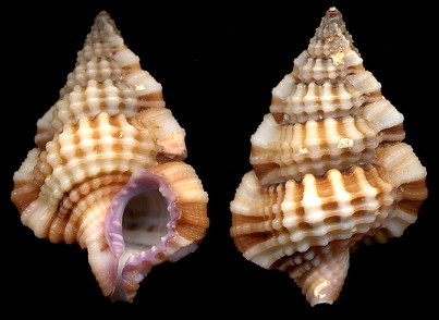 Gyrineum lacunatum (Mighels, 1845)