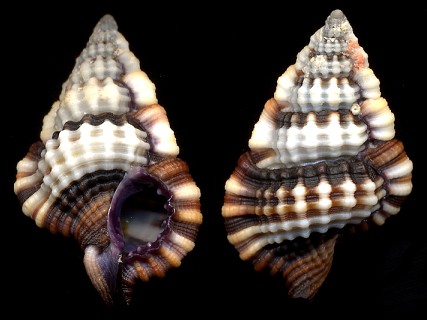 Gyrineum lacunatum (Mighels, 1845)