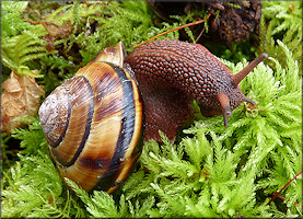 Monadenia fidelis (J. E. Gray, 1834) Pacific Sideband