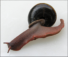 Monadenia fidelis (J. E. Gray, 1834) Pacific Sideband