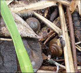 Triodopsis messana Hubricht, 1952 Pinhole Three-tooth In Situ