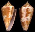 Conus mindanus Hwass in Bruguière, 1792