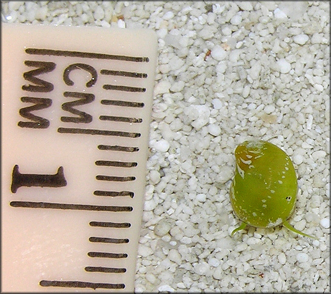 Smaragdia viridis (Linnaeus, 1758) Emerald Nerite