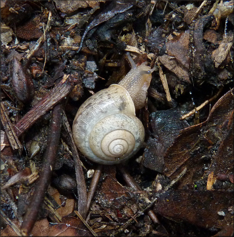 Bradybaena similaris (Frussac, 1821)