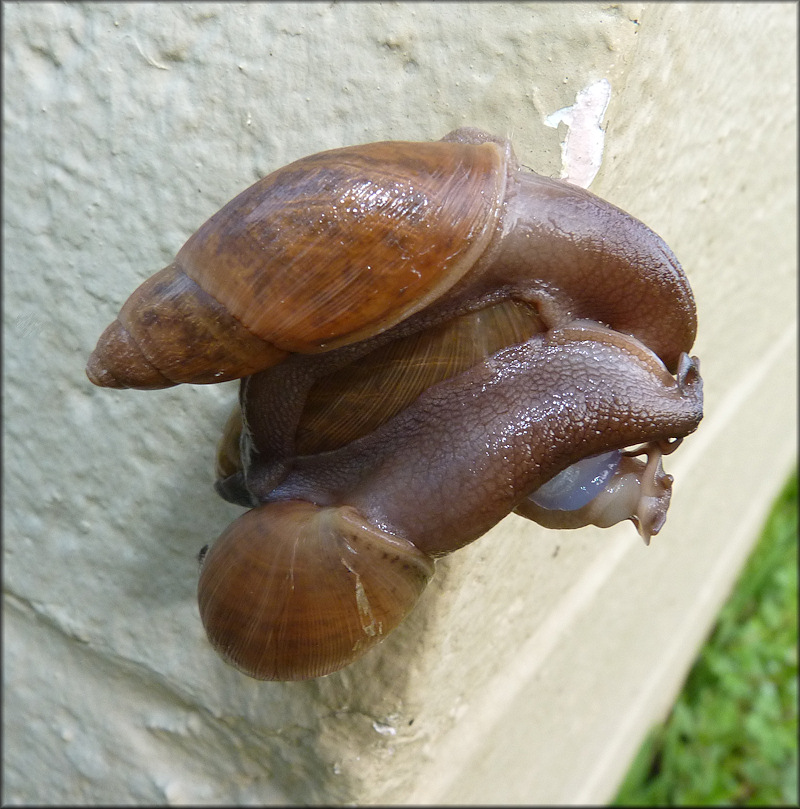 Euglandina rosea (Frussac, 1821) Mating Aggregation (Three Specimens)