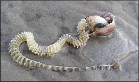 Fulguropsis spirata (Lamarck, 1816) Depositing Egg Capsules