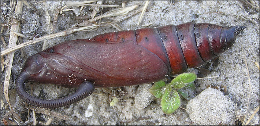 Tobacco Hornworm Moth Pupa [Manduca sexta] - Late Stage