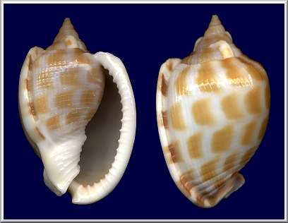 Phalium areola (Linnaeus, 1758)