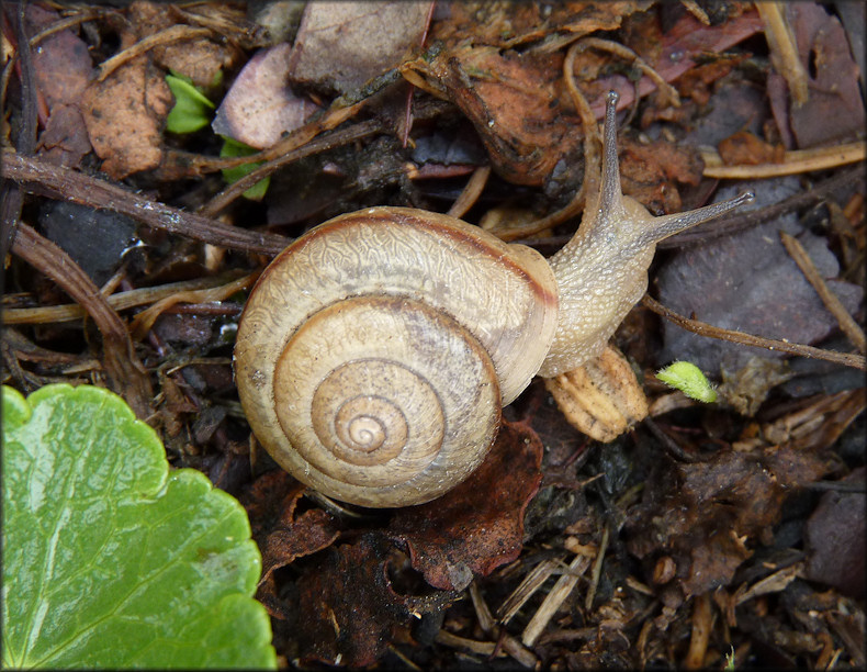 Bradybaena similaris (Frussac, 1821) Asian Tramp Snail