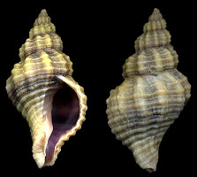 Urosalpinx cinerea (Say, 1822) Atlantic Oyster Drill