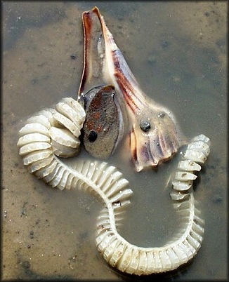 Busycon carica (Gmelin, 1791) Depositing Egg Capsules 