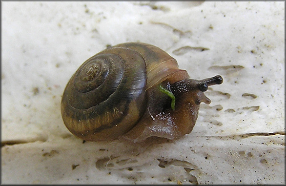 Praticolella mobiliana (I. Lea, 1841) Choctaw Scrubsnail