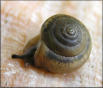 Praticolella mobiliana (I. Lea, 1841) Choctaw Scrubsnail