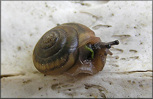 Praticolella mobiliana (I. Lea, 1841) Choctaw Scrubsnail