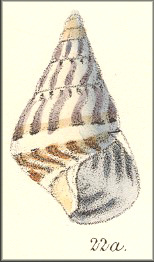 Liguus fasciatus murreus (Reeve, 1849)