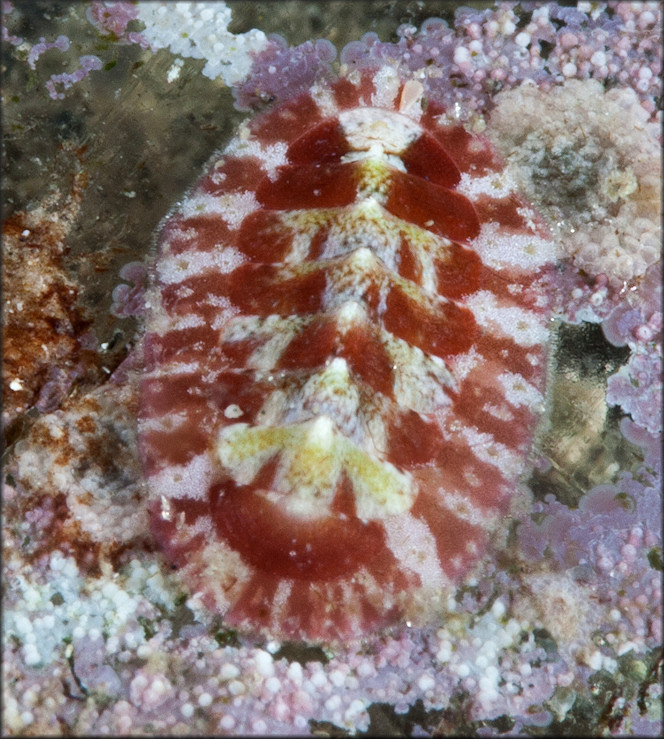 Lepidochitona liozonis (Dall and Simpson, 1901) Caribbean Red Chiton