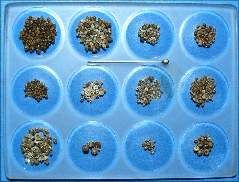 565 Specimens Of 12 Species Of Microsnails That Were Culled During The Processing
