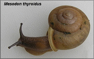  Mesodon thyroidus (Say, 1817) White-lip Globe