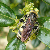 Scoliid Wasp Campsomeris trifasciata