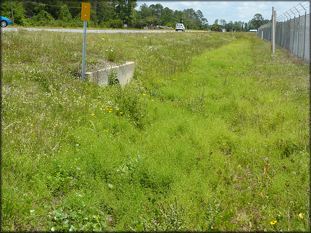 Location Along The Airport Fence Where The Live Daedalochila uvulifera Were Found (5/16/2009)