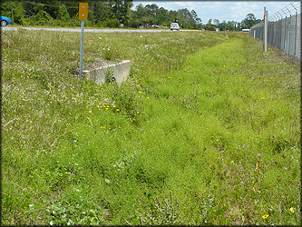 Location Along The Airport Fence Where The Live Daedalochila uvulifera Were Found