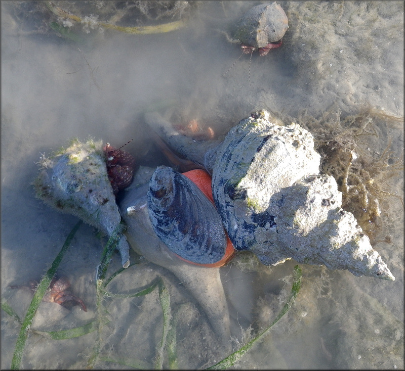 Busycon perversum (Linnaeus, 1758) Being Devoured By Triplofusus giganteus