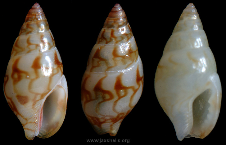 Astyris lunata (Say, 1826) Lunar Dovesnail