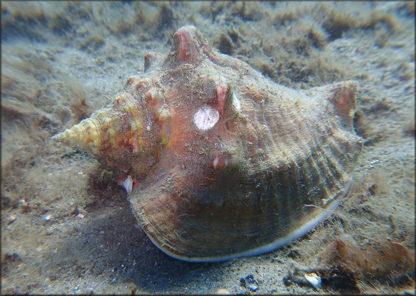 Lobatus costatus (Gmelin, 1791) Milk Conch