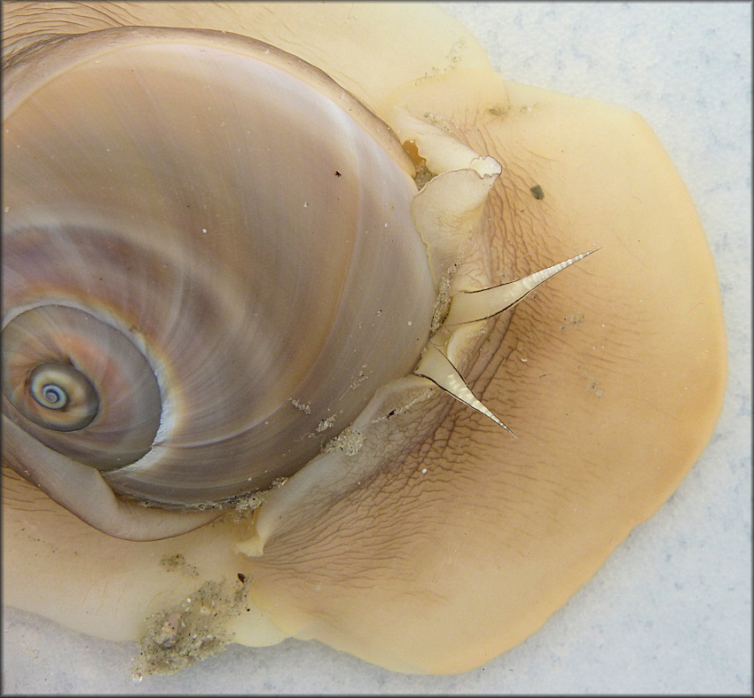 Neverita duplicata (Say, 1822) Shark Eye