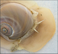 Neverita duplicata (Say, 1822) Shark Eye