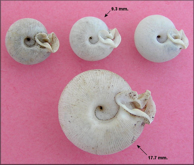 Daedalochila sp. aff. auriculata (Say, 1818) Ocala Liptooth Variant C