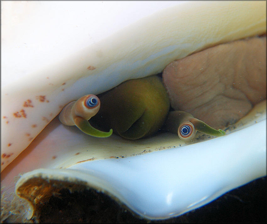 Lobatus costatus (Gmelin, 1791) Milk Conch