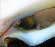 Lobatus costatus (Gmelin, 1791) Milk Conch