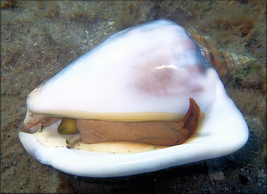 Lobatus costatus (Gmelin, 1791) Milk Conch