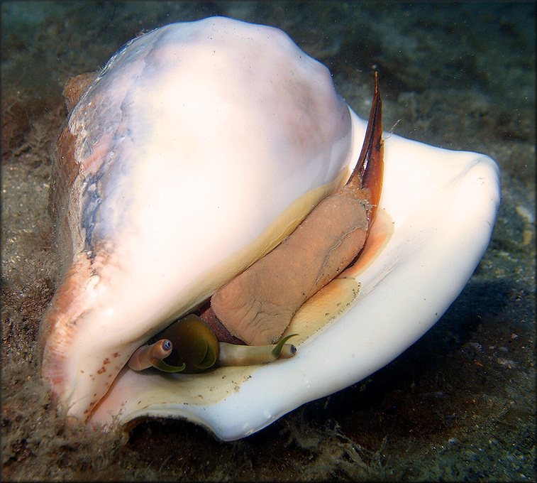 Lobatus costatus (Gmelin, 1791) Milk Conch